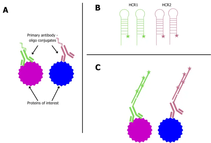 Antibody-oligonucleotide conjugates with HCR signal amplification showing primary antibody labeling, fluorophore-labeled HCR hairpins, and signal amplification