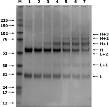 Coomassie-stained reducing SDS-gel showing IgG and six AOCs with varying degree of labeling