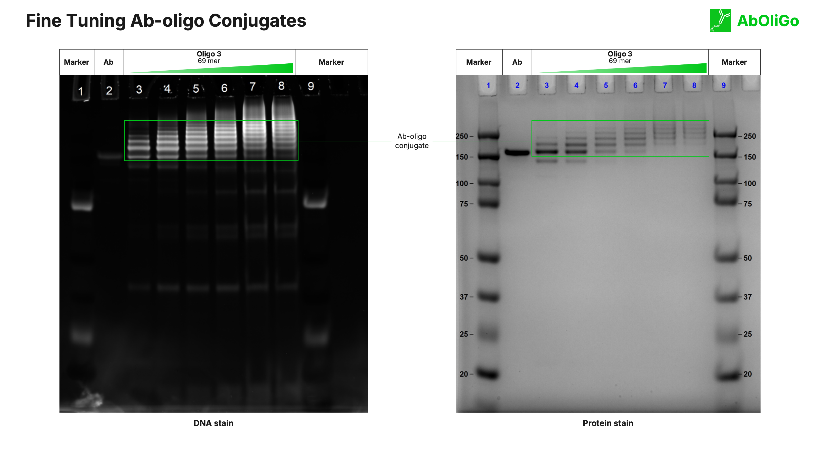 Fine tuning Ab-oligo conjugates: dual DNA and protein gel staining of an antibody conjugated to a 69-mer oligo, confirming antibody and oligo content and effective post-conjugation purification.