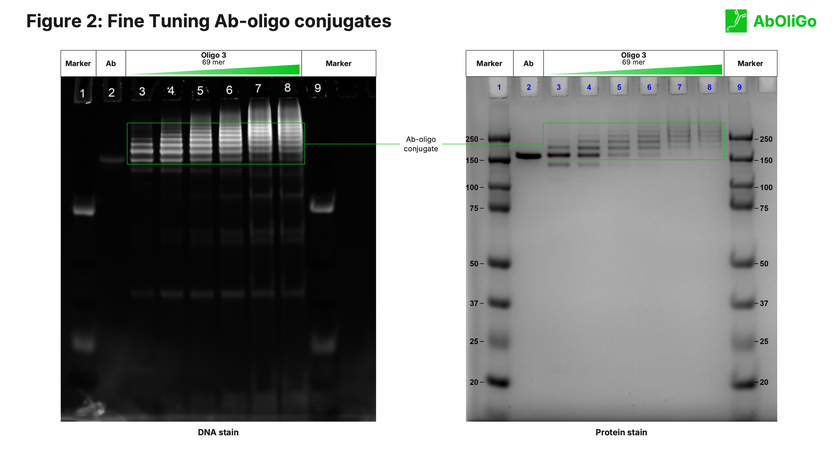 Figure 2: dual DNA and protein gel staining of an antibody conjugated to a 69-mer oligo, confirming both antibody and oligo content and effective post-conjugation purification.