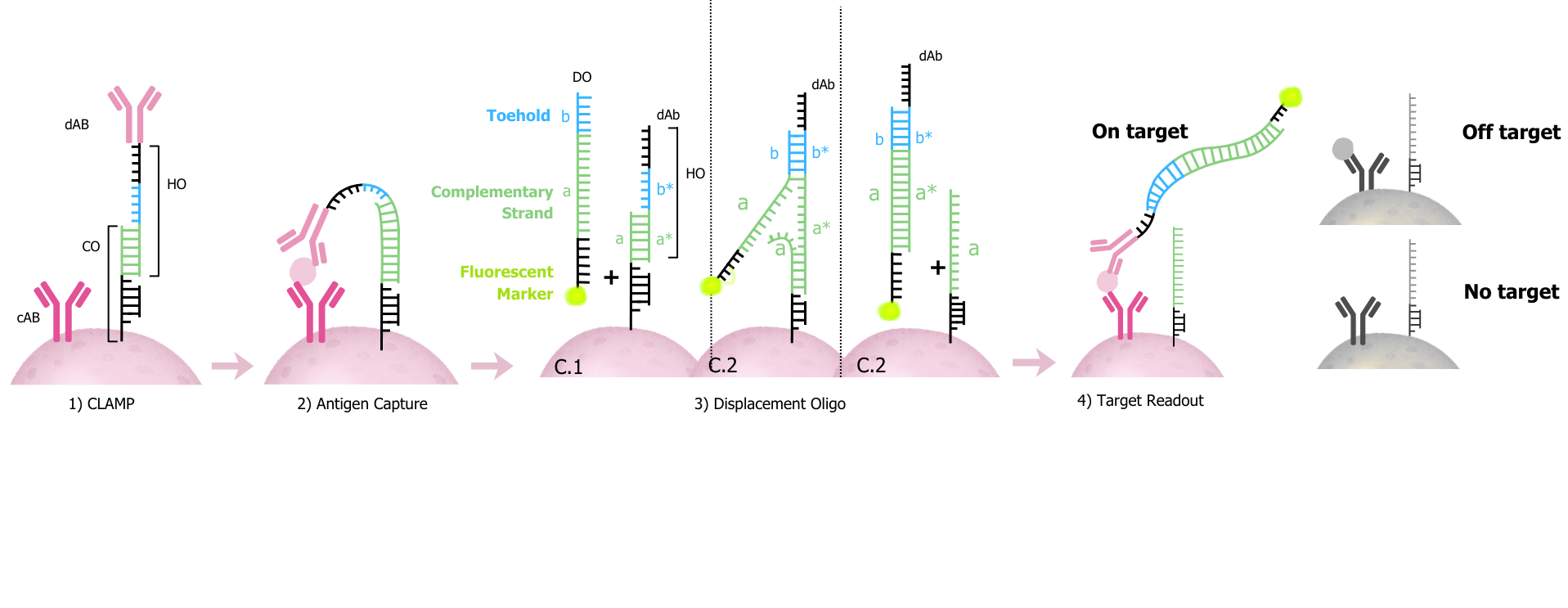 nELISA CLAMP workflow showing the four stages: CLAMP setup, Antigen Capture, Displacement Oligo, and Target Readout