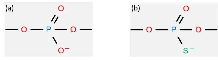 DNA backbone structures: (a) standard DNA with non-bridging oxygen and (b) phosphorothioate derivative psDNA with sulfur