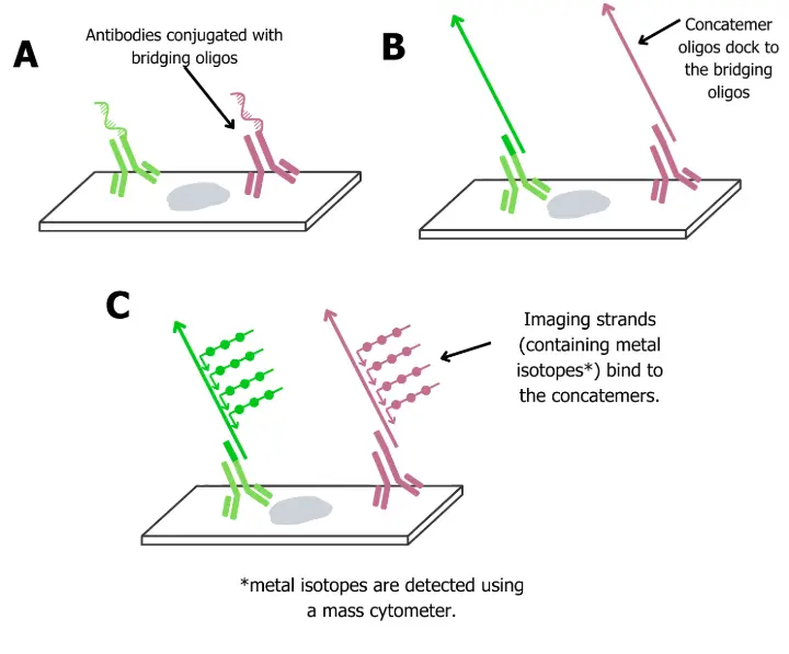 SABER-IMC workflow showing antibody-oligo conjugate bridging, concatemer docking, and isotope-tagged imagers for signal amplification
