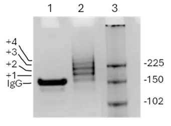 Coomassie dye-stained gel, non-reducing. Lane 1, IgG; lane 2, conjugate; lane 3, protein markers.
